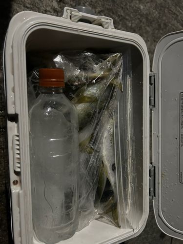 マアジの釣果