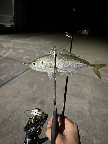 マアジの釣果