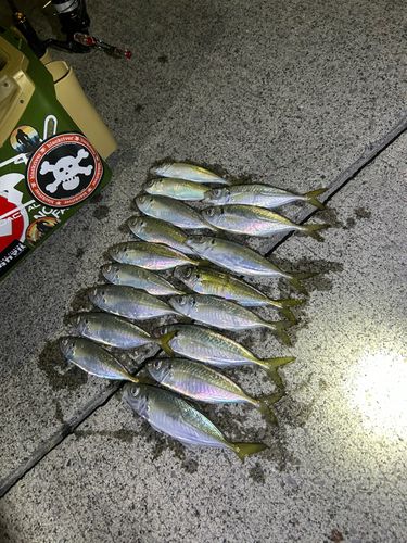 マアジの釣果
