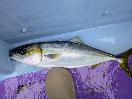 イナダの釣果