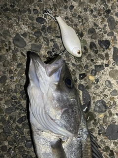 スズキの釣果