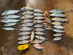 カンパチの釣果