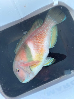 イラの釣果
