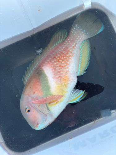 イラの釣果