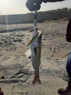 フッコ（マルスズキ）の釣果