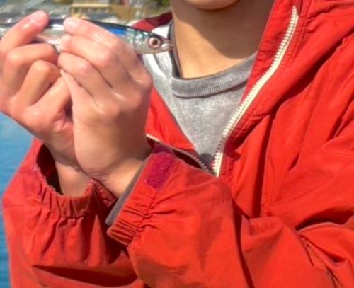 ウルメイワシの釣果