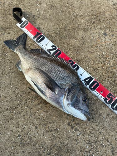 チヌの釣果