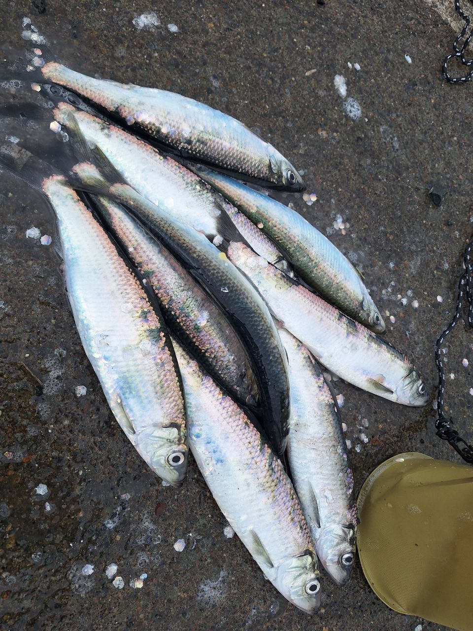 留萌 釣り 情報
