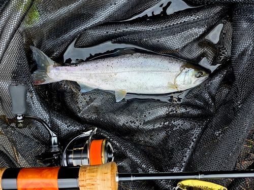 ヤマメの釣果