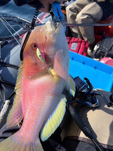 イラの釣果