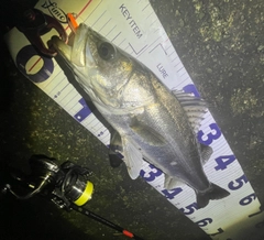 フッコ（マルスズキ）の釣果