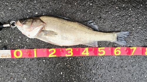 タイリクスズキの釣果