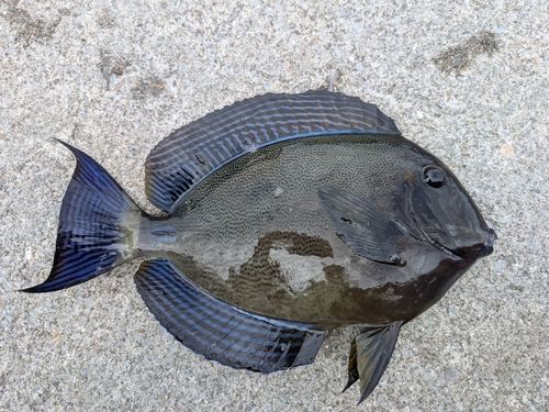 トカジャーの釣果