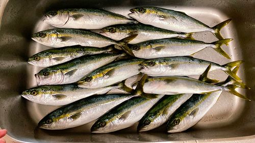 釣果
