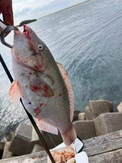 イラブチャーの釣果
