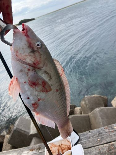 イラブチャーの釣果