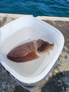 ガシラの釣果