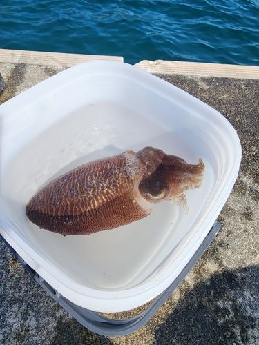 ガシラの釣果