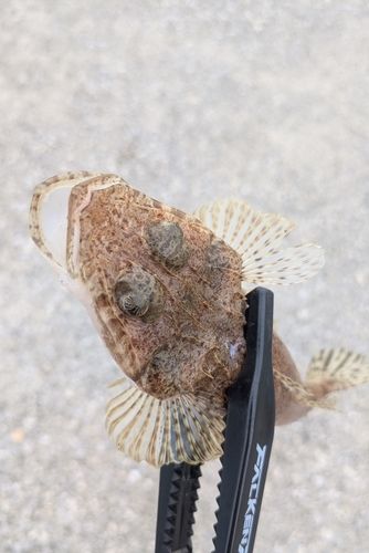 ワニゴチの釣果