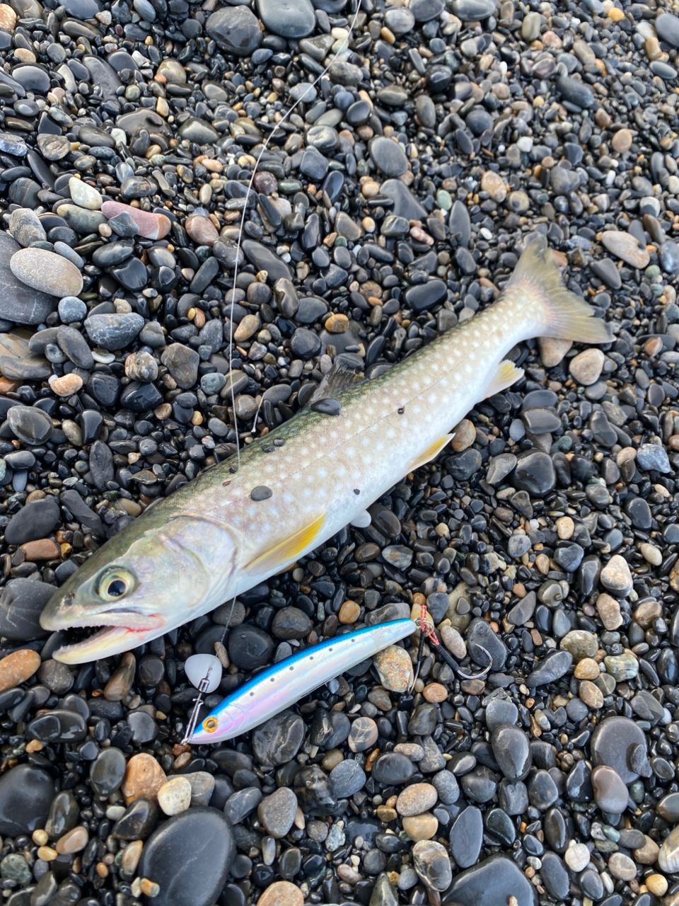 くにさん さんの 2026年03月03日のアメマスの釣り・釣果情報(北海道