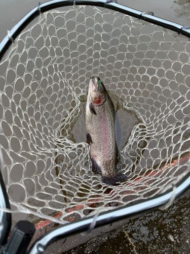 トラウトの釣果