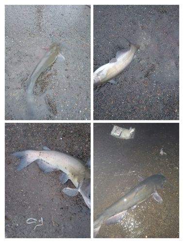 アメリカナマズの釣果