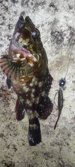 釣果