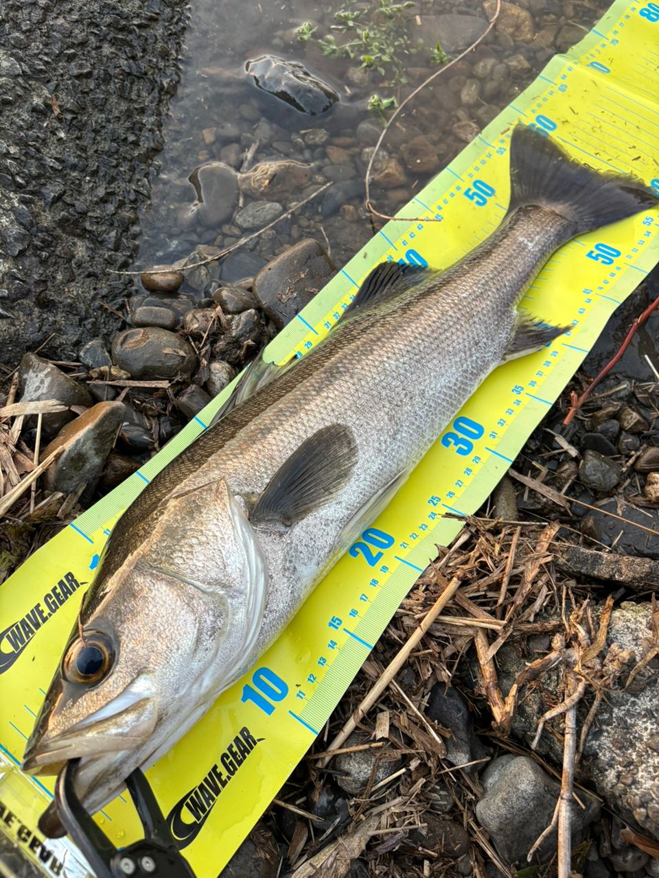 SHIMANO 18ディアルーナ B86Mの最安値・インプレ・釣果 | 本音の口コミ