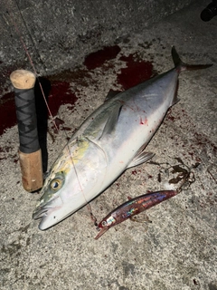 ハマチの釣果