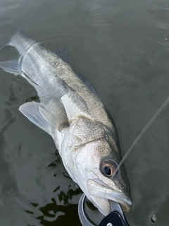 フッコ（マルスズキ）の釣果