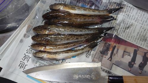 ハゼの釣果