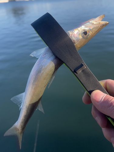 カマスの釣果