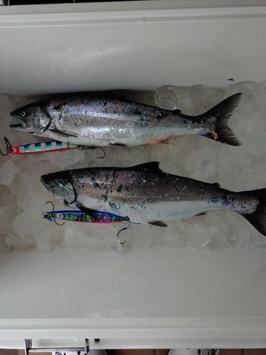 サクラマスの釣果