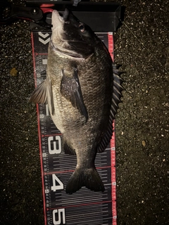 クロダイの釣果