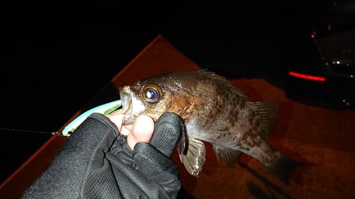メバルの釣果