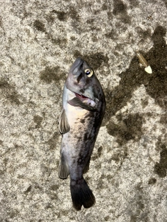 クロソイの釣果