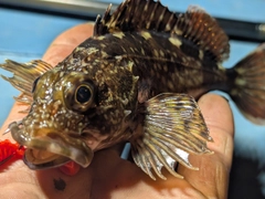 アラカブの釣果