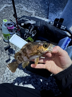 シロメバルの釣果