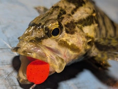 タケノコメバルの釣果