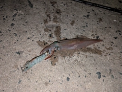 ヤリイカの釣果