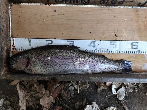 ニジマスの釣果