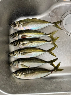 マアジの釣果