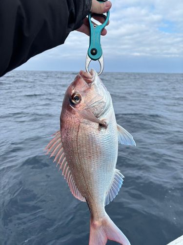 タイの釣果