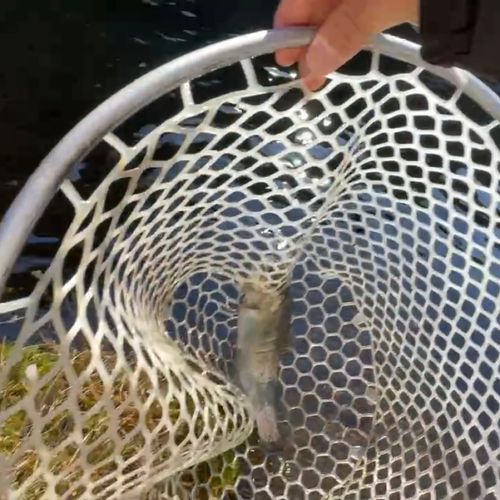 ニジマスの釣果