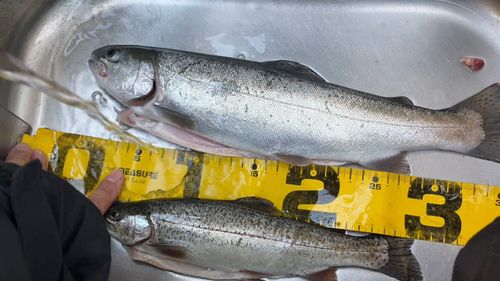 ニジマスの釣果