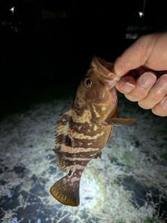 キジハタの釣果