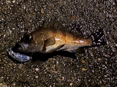 メバルの釣果