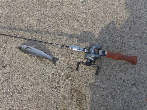 セイゴ（マルスズキ）の釣果