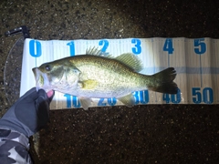 ラージマウスバスの釣果