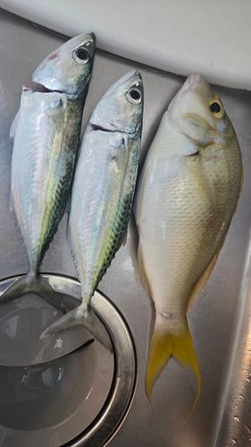 ジューマー(ヒトスジタマガシラ)の釣果